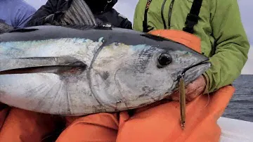 White Marlin & Bluefin Tuna Fishing with Hogy Flexi Bars & EPOXY JIG™ Lures
